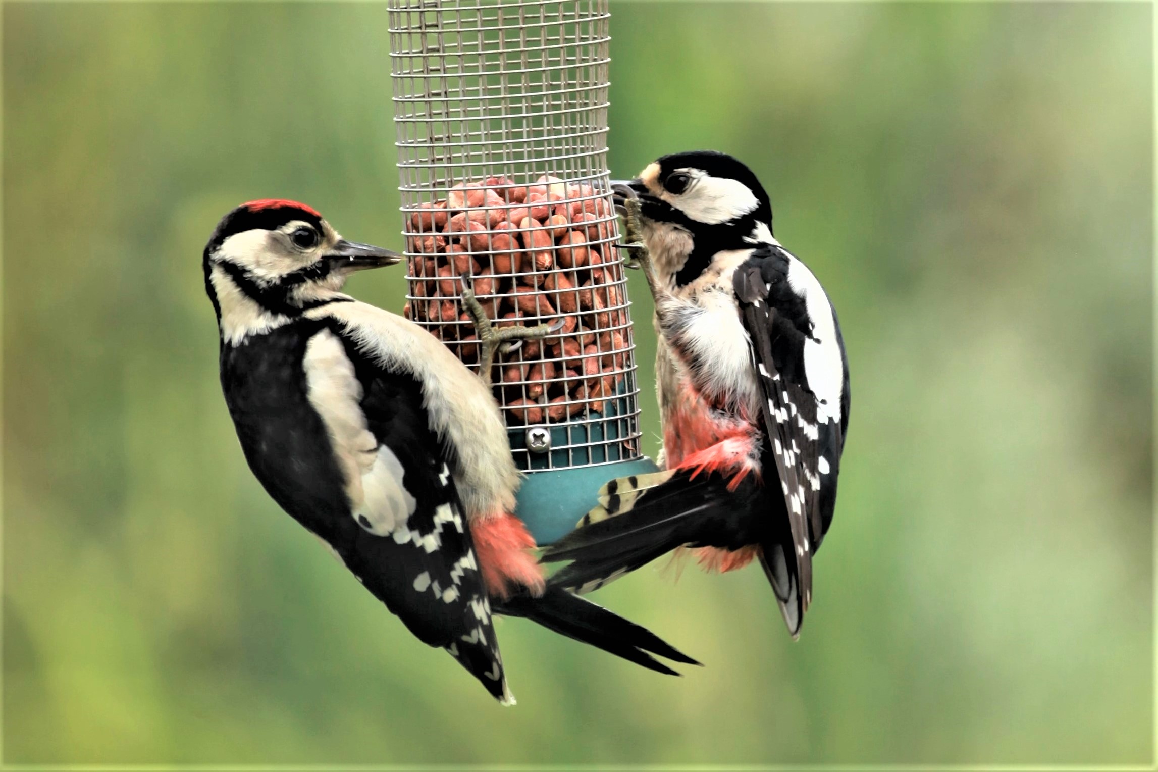 Spotted woodpecker